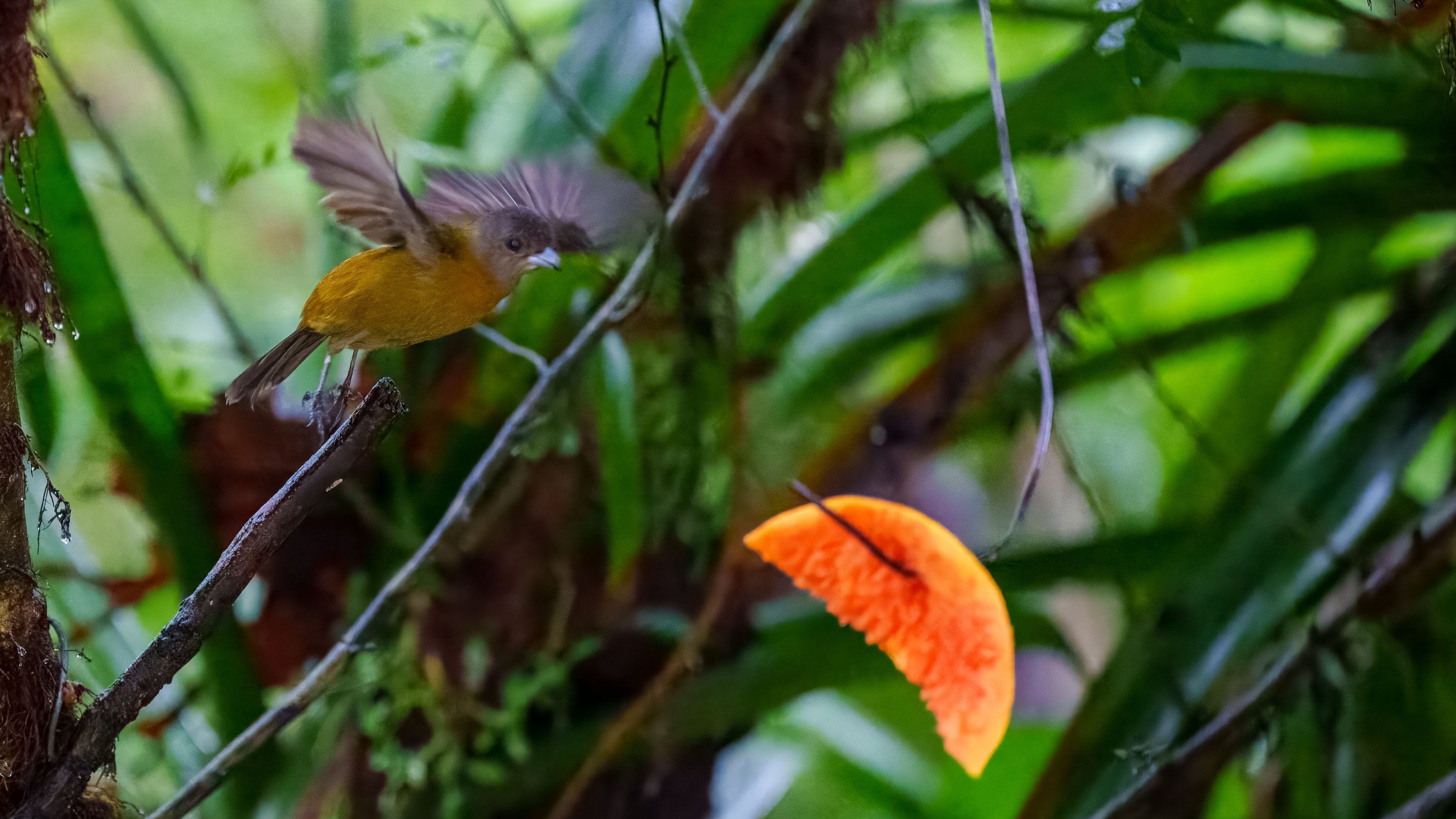 Kirschtangare ist ein mittelgroßer Sperlingsvogel. Diese Tangare ist ein ansässiger Brüter im pazifischen Tiefland von Costa Rica und Westpanama.
Erwachsener Plum. nuptial

Wald: Feuchtebene, Feuchtberg; Buschwald: feucht; Künstliche terrestrische Gebiete: landwirtschaftliches Land, Weiden, Plantagen, ländliche Gärten